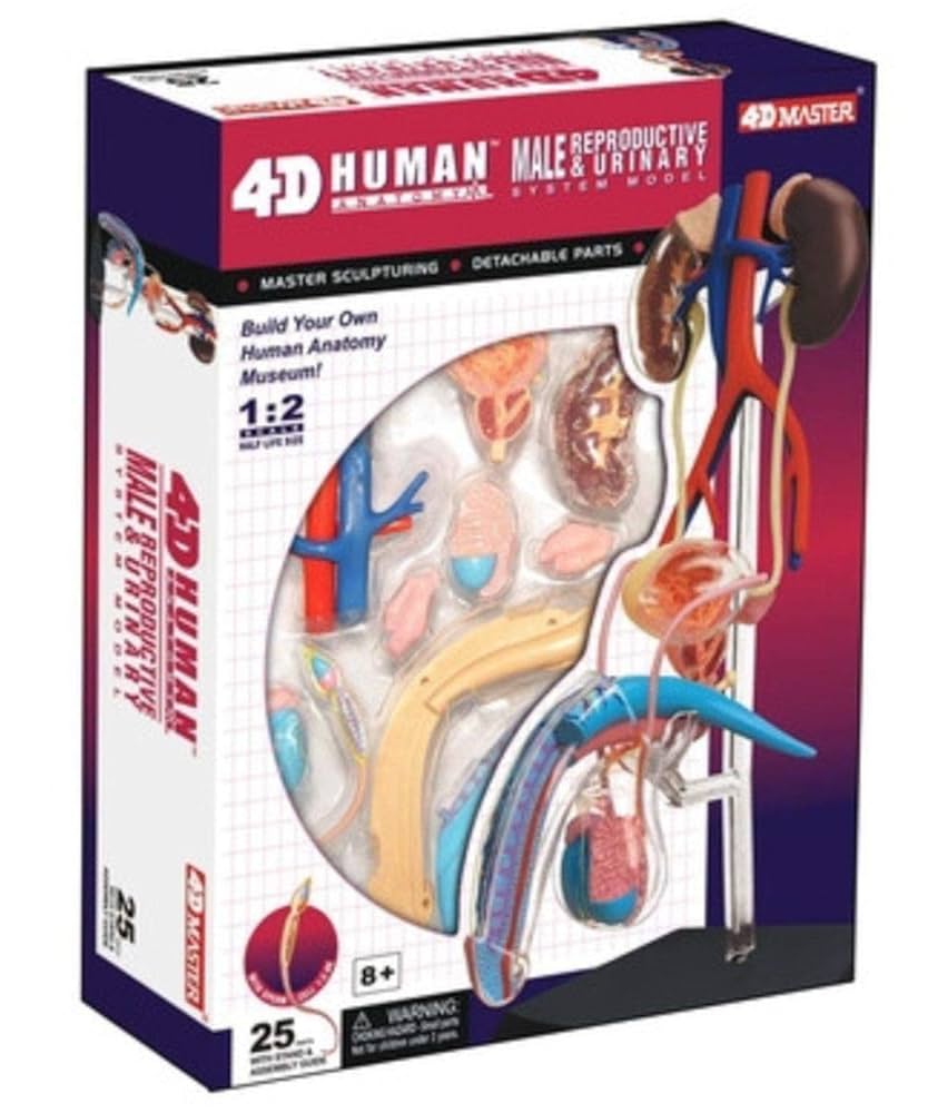 Amazon.co.jp: 人体解剖模型 立体パズル 4D HUMAN Anatomy 雄性